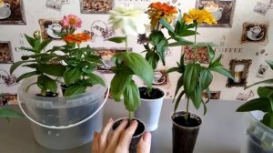 Можно ли высаживать циннию в один горшок несколько штук? Нужно ли ее прищипывать?