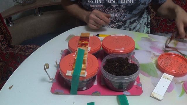 Распаковка посылки с коконами 