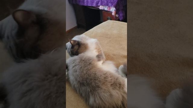 Grayson Bicolor Ragdoll смотреть онлайн