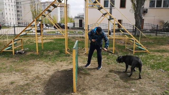 Кане корсо Фараон 100 прыжков через метровый барьер с доболнительным весом 3кг за 8 минут 11 секунд смотреть онлайн