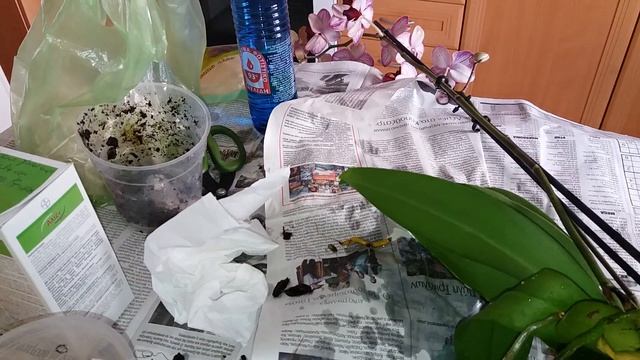 Орхидеи(фаленопсис ). Обработка, обеззараживание при пересадке. Ответы на вопросы подписчиков. смотреть онлайн