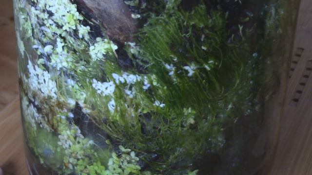 ОРХИДЕИ и другие РАСТЕНИЯ в закрытой системе и грунте ЛЕЧУЗА ПОН. Мой способ. смотреть онлайн