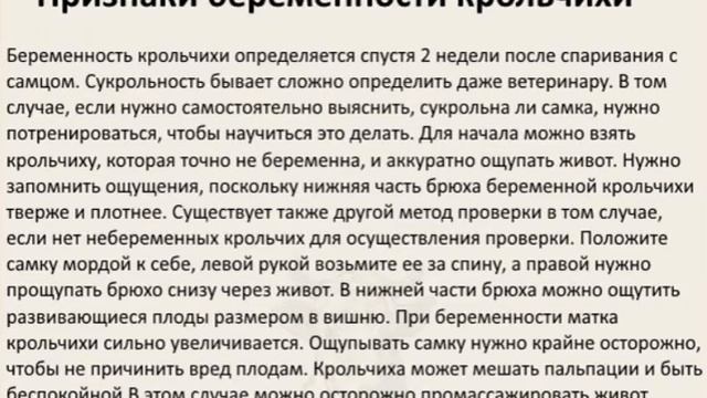 Как узнать что крольчиха беременна и чем ее кормить смотреть онлайн