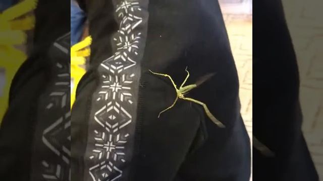 20180205-Растем вместе с музеем смотреть онлайн