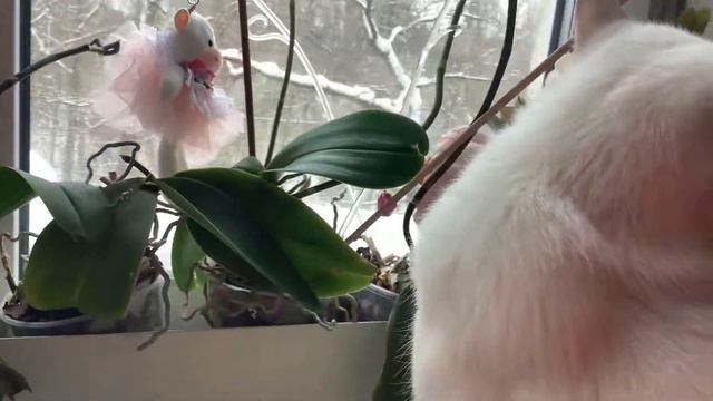 Британская кошка окраска шиншила 1 год смотреть онлайн