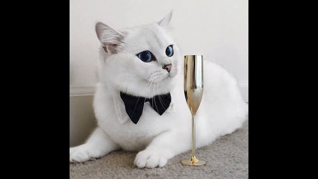 ЗВУКИ ЖИВОТНЫХ смотреть онлайн