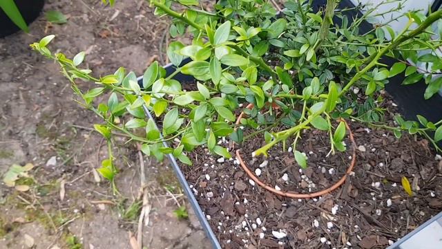 Experimenting with Overwintering: Outdoor Survival of Finger Lime Trees смотреть онлайн