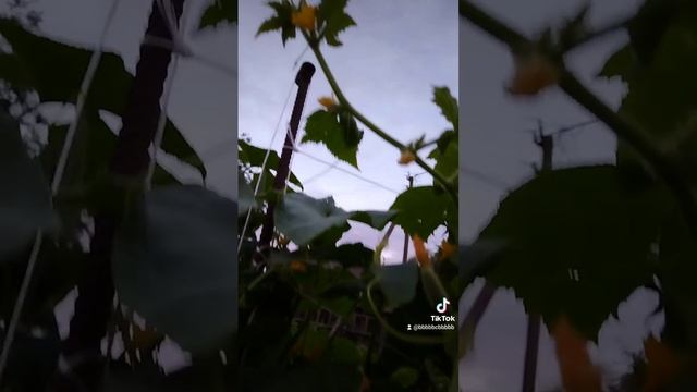 простой рецепт маринованных огурцов без стерилизации смотреть онлайн