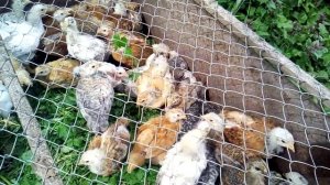 Мы цыплята да-да-да.  Уход за цыплятами. Как ухаживать за цыплятами после вывода с инкубатора.