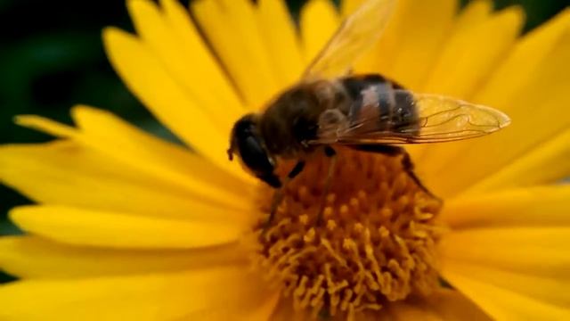 Муха пчеловидка - очень похожа на трутня! смотреть онлайн