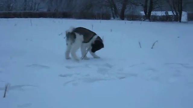 Сачи первая прогулка в лесу.AVI смотреть онлайн