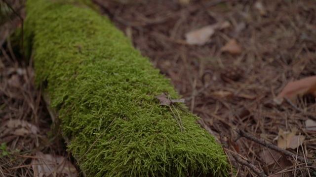 Spring in forest 4K. Весна в лесу 4К. смотреть онлайн