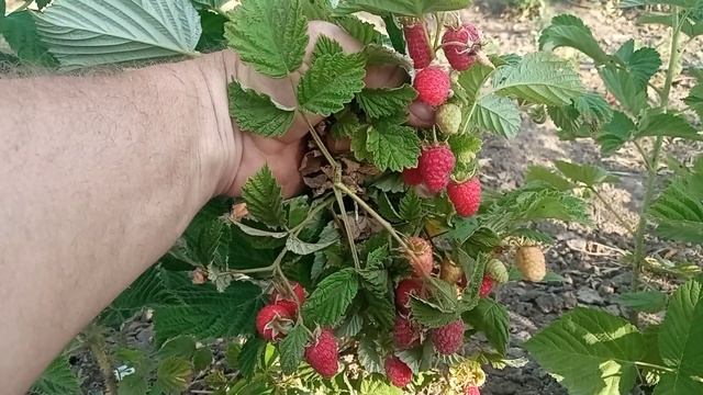 Летний сорт малины Соколица. смотреть онлайн