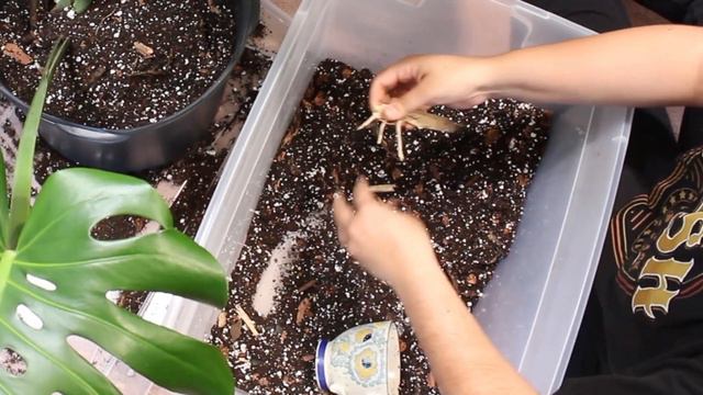 HOW TO REPOT A BIG MONSTERA DELICIOSA House plant | Plant Chores + Updates смотреть онлайн