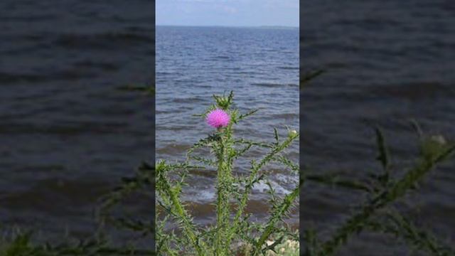 ♫. Иоганн Штраус - "На прекрасном голубом Дунае" смотреть онлайн