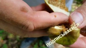 Инжир | Как цветет инжир? | Субтропики в Сочи !