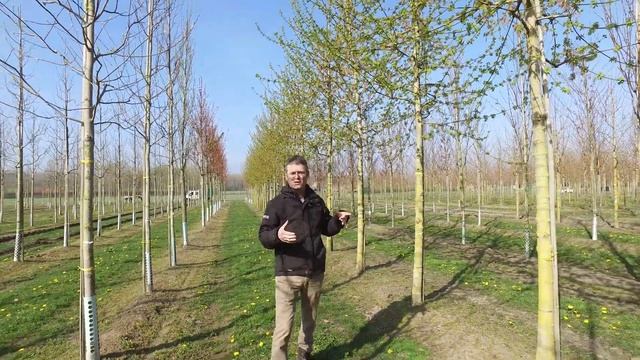 Acer negundo 'Sensation' Van den Berk on Trees смотреть онлайн