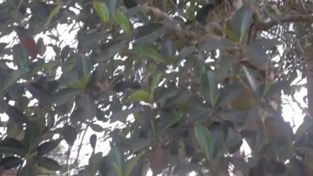 KISUNUNU FULL MOVIE - BONGO MOVIE смотреть онлайн