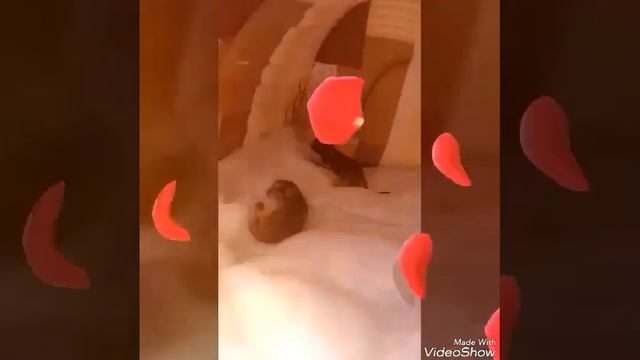 Аби, Самоли. смотреть онлайн