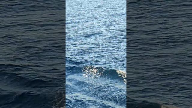 Дельфины в Черном море смотреть онлайн