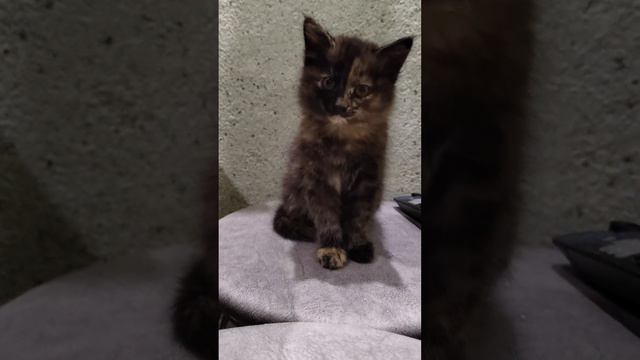 Приютила Феничку. Ждем самые добрые ручки для малышки смотреть онлайн