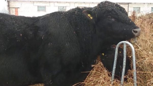 4-летний бык абердин-ангусской породы!!!????