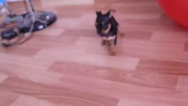 очень упрямый щенок смотреть онлайн