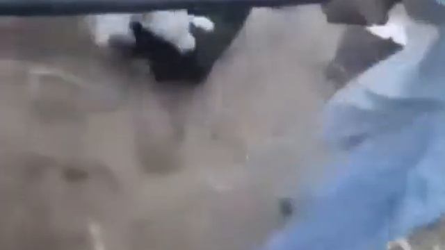 Собачий бой смотреть онлайн