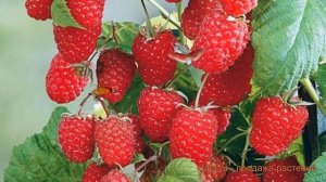 Малина ремонтантная Королевский Пингвин ? обзор: как сажать, саженцы малины Королевский Пингвин