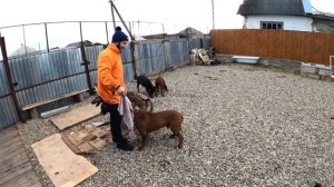 18+ ПИТБУЛИ ДЕРУТСЯ В НАМОРДНИКАХ. АТАКА ВОЛКА НА ЧЕЛОВЕКА!!!