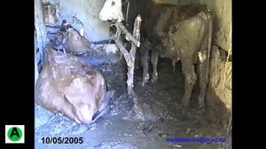 Последствия паводка в с.Адильотар, Хасавюртовского района Республики Дагестан.10/ 05/ 2005 год.