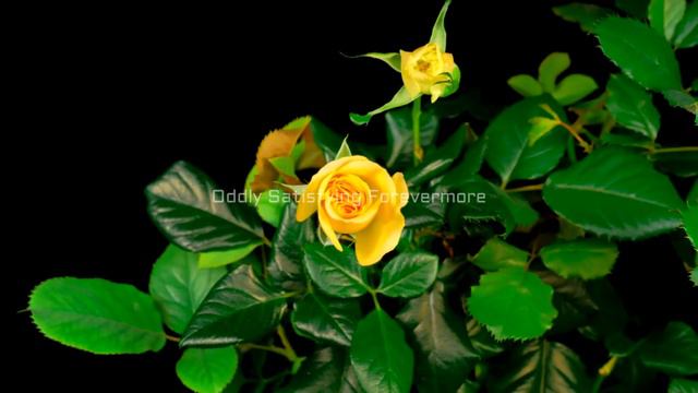 Best Satisfying Video on Rose Flowers Blooming Slowly in the branches #roses #flower #blooming