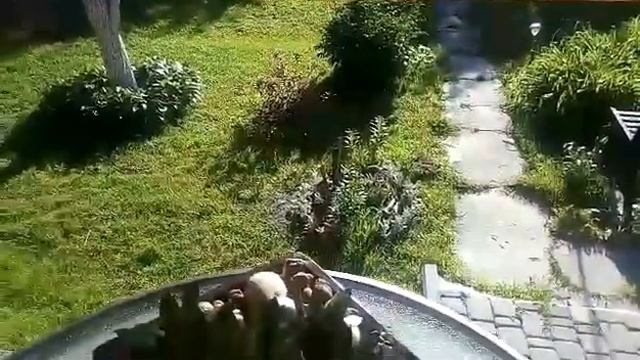 Как украсить крыльцо. Вазоны с цветами смотреть онлайн