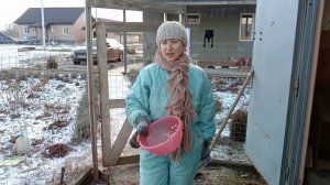 Курица чихает и хрипит,лечение и профилактика ЛУКОМ ?