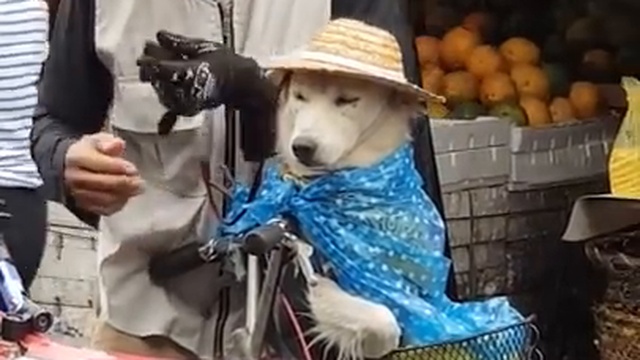 заботливый филиппинец смотреть онлайн