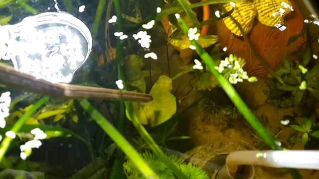 Trimming Nymphaea Stellata Syn. N. Nouchali (Dwarf Aquarium Lily)