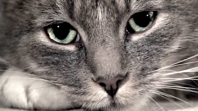 Дневник печального кота смотреть онлайн