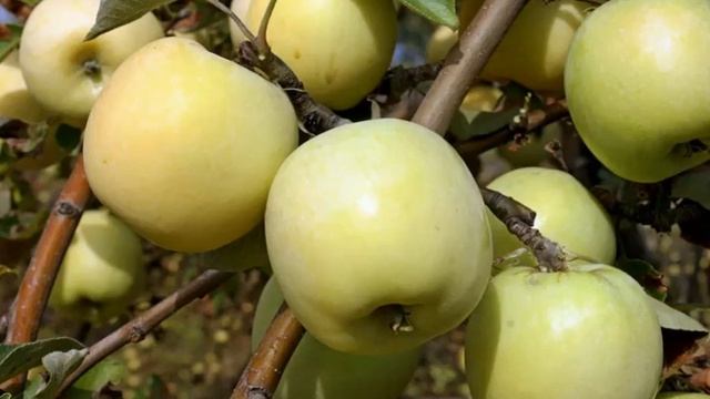 Яблоня Антоновка - описание сорта Антоновка смотреть онлайн