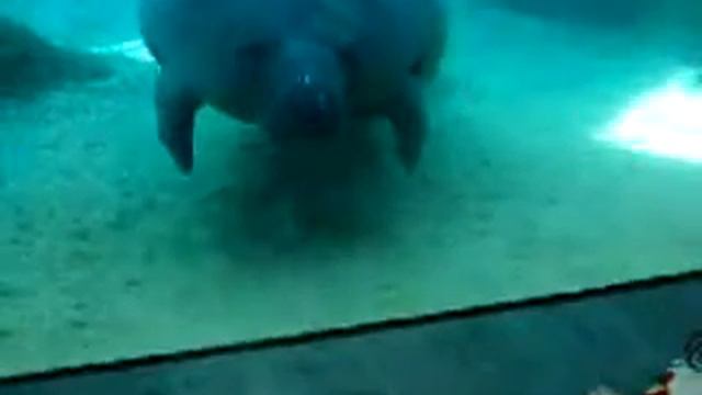 Поцелуй Моржа. смотреть онлайн