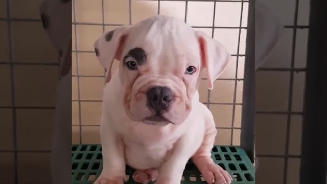 Bqa/Cbd Casper (future stud) смотреть онлайн