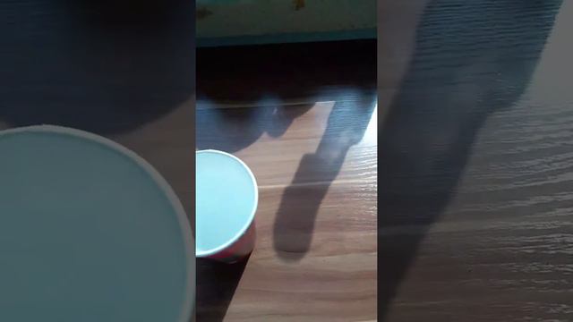Часть 1. Выращивание манго из косточки!!! смотреть онлайн