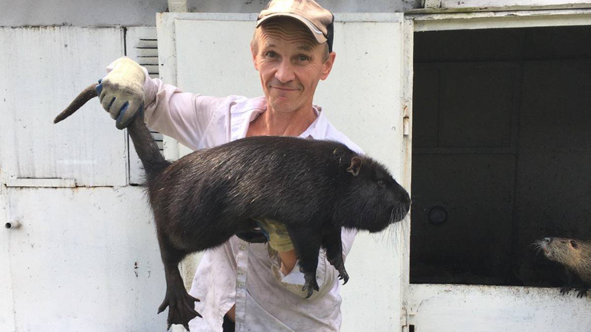 Небольшое пополнение нутрий смотреть онлайн