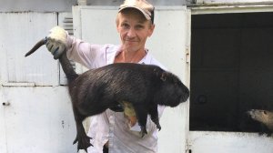 Небольшое пополнение нутрий