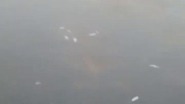 Рыба задохнулась!.mp4 смотреть онлайн