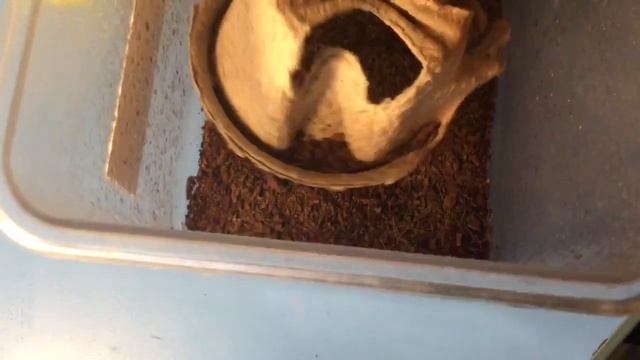 Как содержать таракана. МОЙ МАДАГАСКАРСКИЙ ДОМАШНИЙ ТАРАКАН. смотреть онлайн