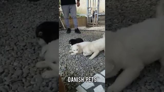 White Siberian Husky Puppy #cutesthuskypuppy смотреть онлайн