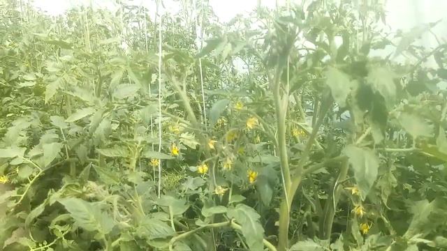 О кладоспориозе и борьбе с ним смотреть онлайн