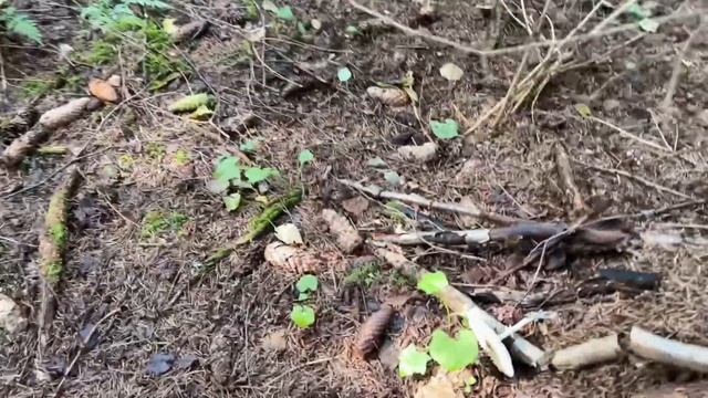 Шведский лес 39: находки вдоль тропы смотреть онлайн