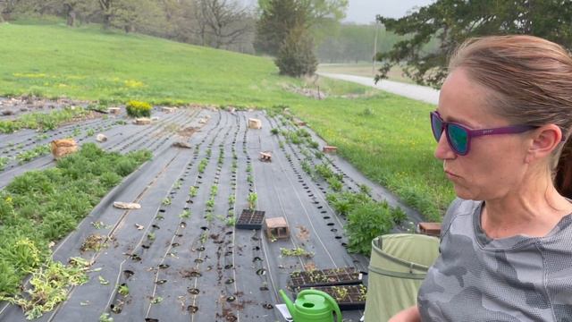 Transplanting Amaranth, Mahogany Splendor Hibiscus, Delphinium, Larkspur, Echinacea, Ageratum, Stoc смотреть онлайн