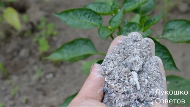 Подкормка Рассады Древесной Золой Весной /Насыщенная Подкормка Золой Рассады Томатов Перца! смотреть онлайн